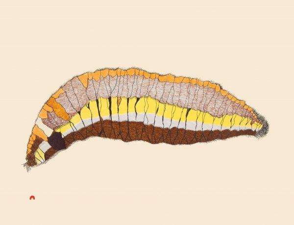 Woollybear Caterpillar, 2014