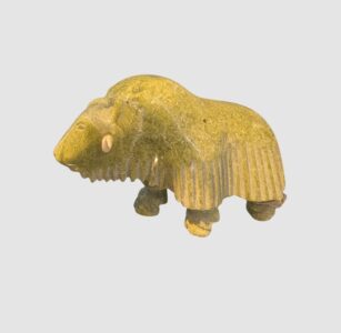 Muskox