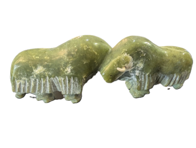Muskox